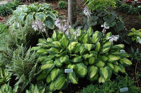 Hosta ‘captain Kirk Kiefer Nursery Trees Shrubs Perennials