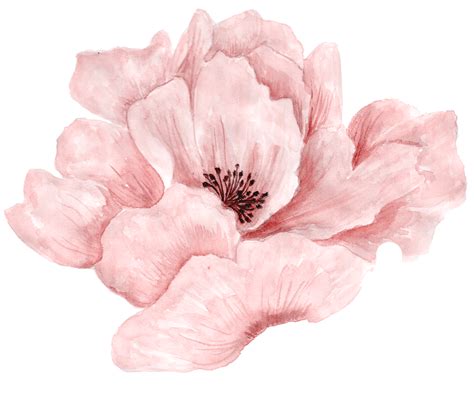 √ Pink Watercolor Flowers Png