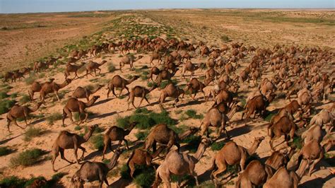 feral camel cull in northwest south australia to begin this week au — australia s