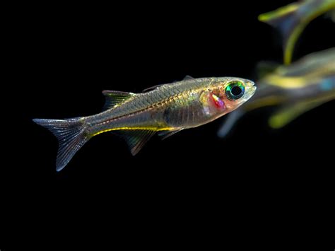 Celebes Rainbowfish Marosatherina Ladigesi Tank Bred Aquatic Arts