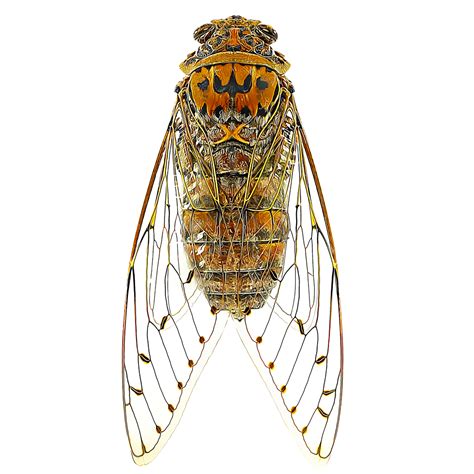 Identify And Control Cicadas Gardentech®