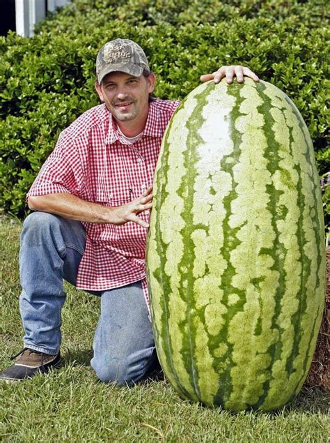 Giant Watermelon Seeds 10 Pack
