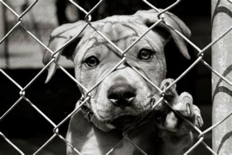 Top 177 Animal Abuse Laws