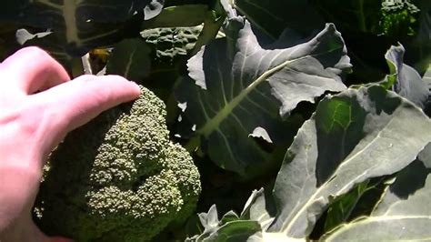 Broccoli Varieties Youtube