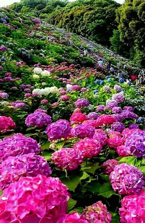 Magnificent Beautiful Flowers Beautiful Gardens Hydrangea Garden