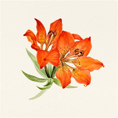 Tiger Lily Botanical Illustration Images Free Vectors Pngs Mockups