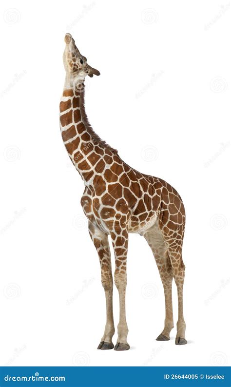 Somali Giraffe Stock Image Image Of Giraffe Full Vertebrate 26644005