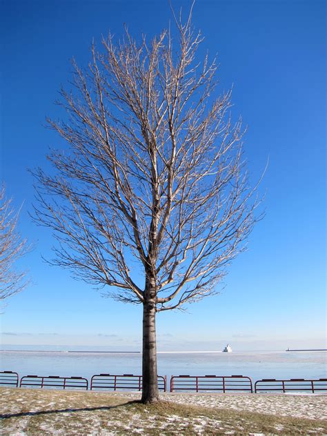 Free Photo Bare Trees Bare Branches Cold Free
