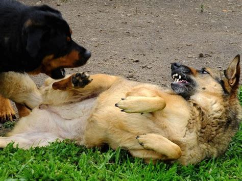 Cómo Separar A Dos Perros Que Están Peleándose Perros Peleas