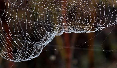 Free Images Nature Dew Fauna Material Invertebrate Spider Web