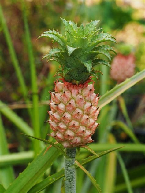 Fresh Tropical Pineapple On The Tree In Farm Stock Photo Image Of