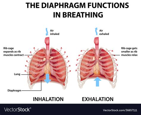 Diaphragm Functions In Breathing Royalty Free Vector Image