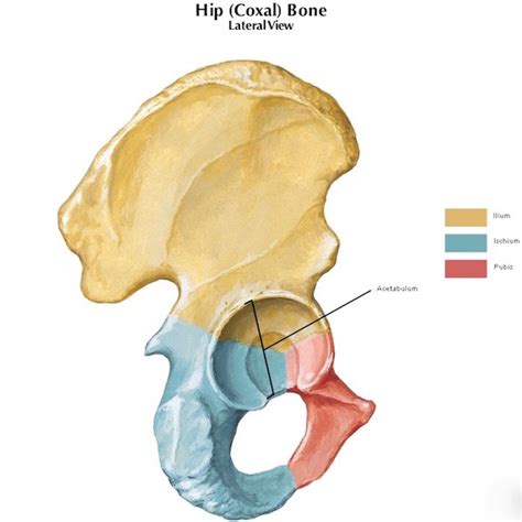 Wiring Diagram 33 Diagram Of Hip Bones