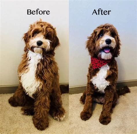 How To Cut Cockapoo Hair The Ultimate Guide To Grooming Your Beloved