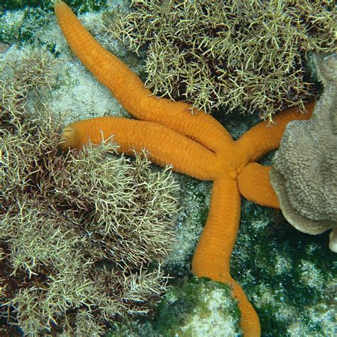 Sea Stars Starfish Whats The Difference — Norfolk Islands Reef