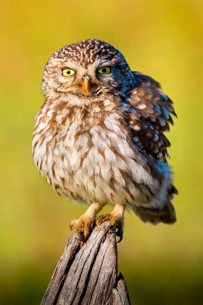 Cute Owl Small Bird With Big Eyes Premium Photo