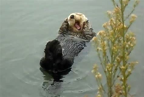 Funny Sea Otter Beautiful Photos 2012 Pets Cute And Docile