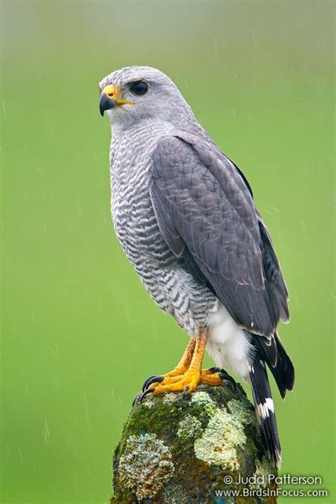 Gray Lined Hawkbuteo Nitidus Photographed By Judd Paterson In Costa