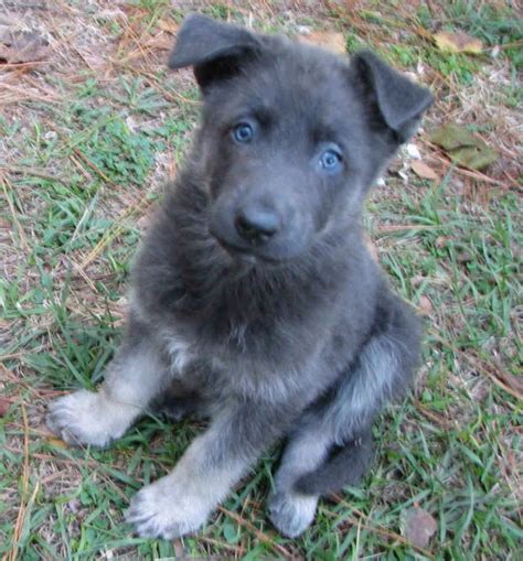Blue German Shepherd Everything You Need To Know