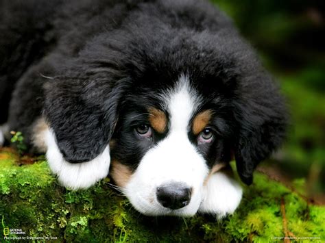 Bernese Mountain Dog Wallpaper 1600x1200 45704