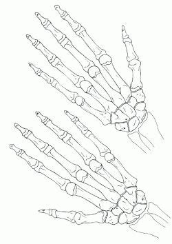 An Image Of A Hand With Bones Drawn On It