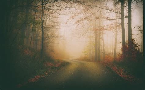 Landscape Nature Mist Road Fall Forest Leaves Trees Morning Dark Shrubs
