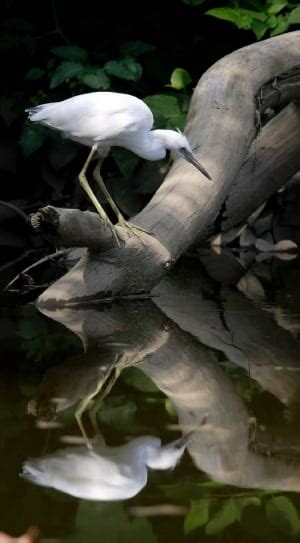 White Long Beak Bird Free Image Peakpx