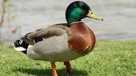 Duck Alchetron The Free Social Encyclopedia