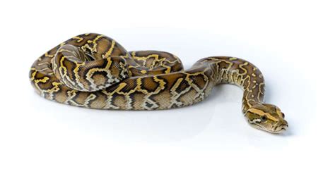 10 Incredible Burmese Python Facts Az Animals Dont Leave