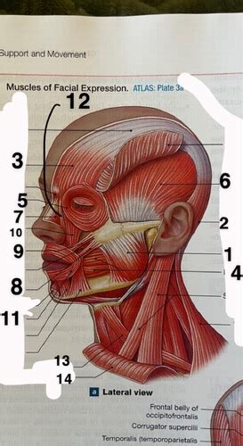 Face And Neck Muscles Flashcards Quizlet