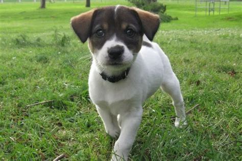 Free To Good Home Loving Puppy Mutt Twt Forums Mutt Puppies