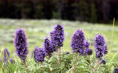 Alpine Tundra Biome On Emaze