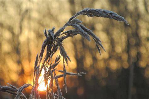 Reed Sunrise Cold Free Photo On Pixabay