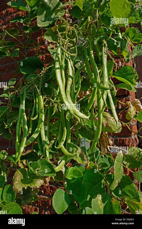 Green Beans Of Scarlet Runner Bean Sort Grow In Private Kitchen Garden