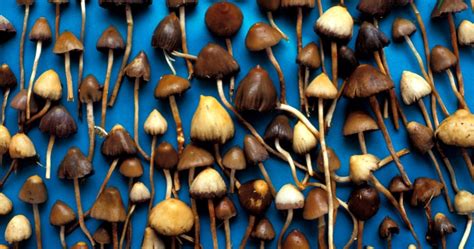 Oregon May Vote In 2020 To Legalize Magic Mushrooms For Psychedelic