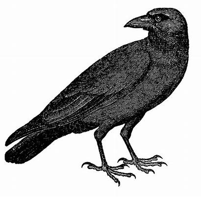 Raven Crow Drawing Bird Clipart Halloween Illustration