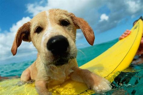 Ritakaye > rita's puzzles > puppies at the beach. Surfing Dogs - How to Teach A Dog to Ride A Surfboard: Best Surfing Dog Photos