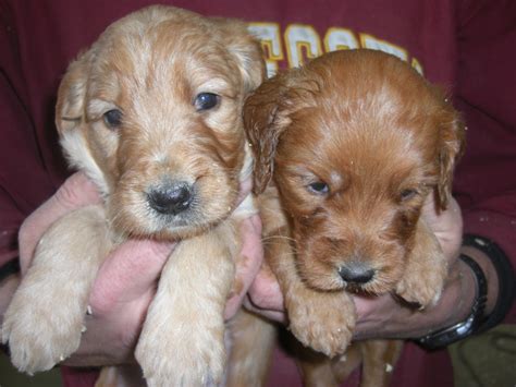 As our puppies are in very high demand, reservations are made on a first come first serve basis. Goldendoodle Puppies For Sale Minneapolis St Paul - Red ...