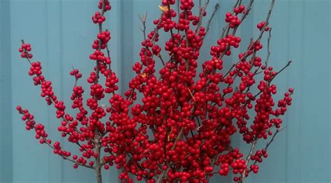Red Ilex Berries Christmas Berries 110717 Oregon Coastal Flowers