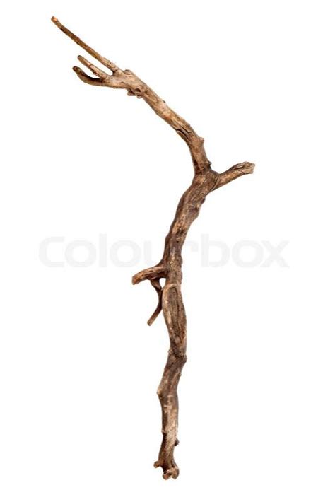 Dry Tree Branch Isolated Over White Stock Photo Colourbox