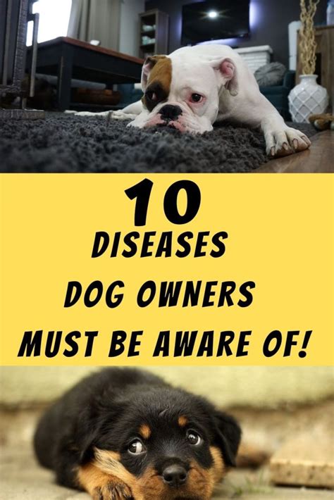 10 Diseases Dog Owners Must Be Aware Of A Complete Guide