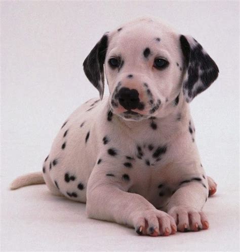 There are several signs that indicate your puppy has hypoglycemia. Dalmatians - 101 Dalmatians Wiki