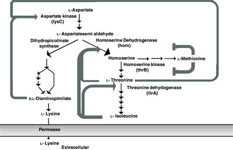 Lysine Biosynthetic Pathway And Feedback Regulation Points In C