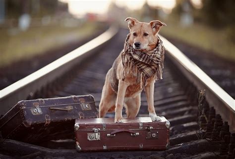 Your puppy should be fed well in advance of any travel. Traveling With Your Dog: Helpful Hints For Your Canine ...