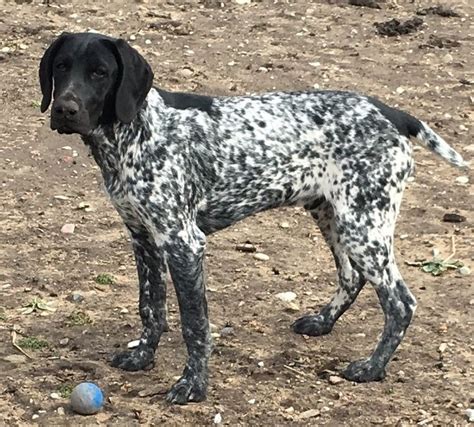 5 Month Old Cole Black Anda White Gsp German Shorthaired Pointer