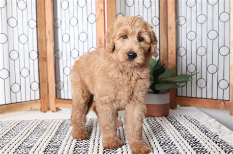 Goldendoodle (f1 type 1) puppies for sale — accepting deposits; Paisley - Adorable Female F1B Goldendoodle Puppy - Florida ...