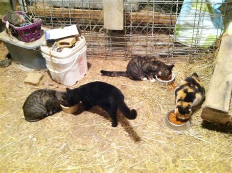 Salute To The Barn Cat Ohio Ag Net Ohios Country Journal