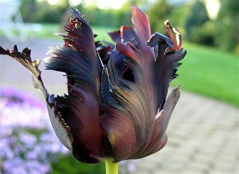 Check spelling or type a new query. Black tulip | Tulips, Black tulips, Beautiful blooms