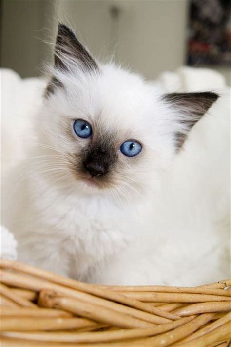 1000 Images About Persians Himalayan And Rag Doll Kittens