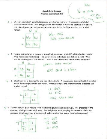 Monohybrid cross problems answer key. 30 Monohybrid Crosses Practice Worksheet Answer Key - Worksheet Project List